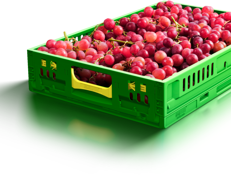 RPC6411适宜装载浆果–– 草莓，蓝莓，车厘子，猕猴桃和百香果,核果–– 油桃，杏子，桃子，李子和柠檬